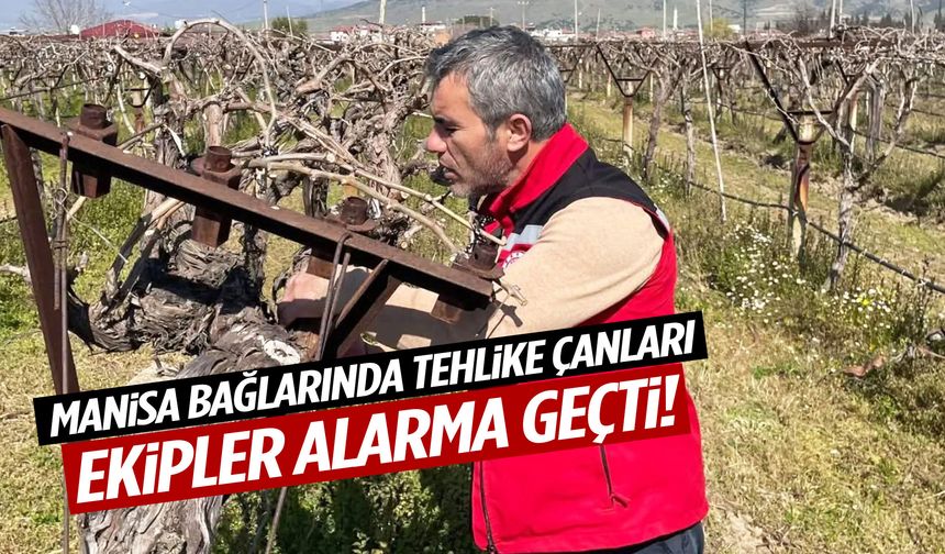 Manisa bağlarında tehlike çanları! Ekipler alarma geçti