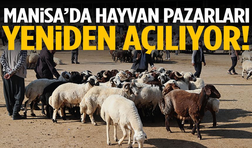 Manisa’da hayvan pazarları yeniden açılıyor!