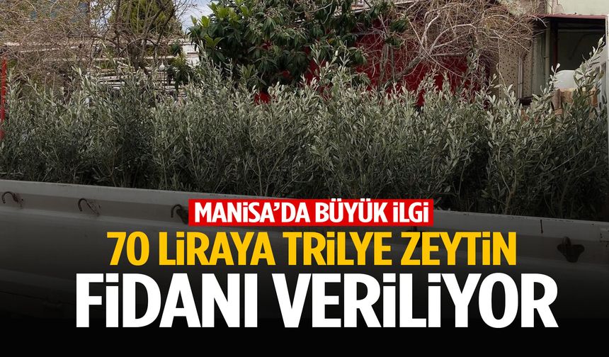 Manisa’da 70 liraya zeytin fidanı veriliyor! Yoğun ilgi var…