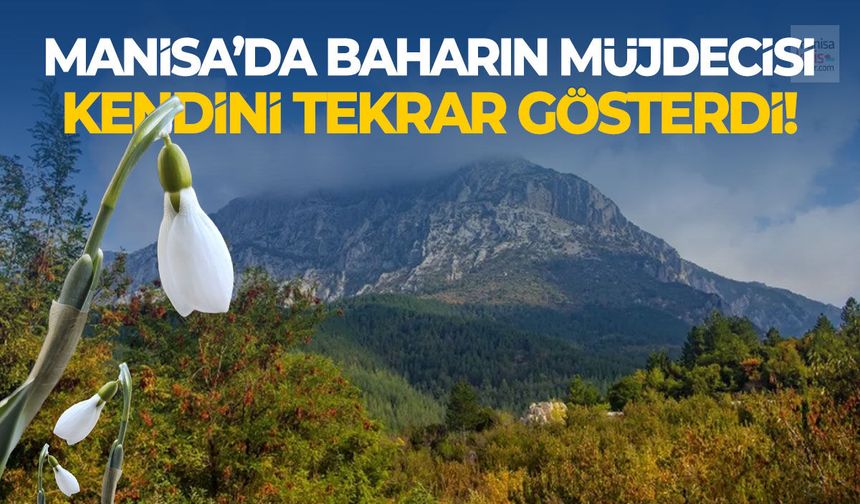 Manisa'da baharın müjdecisi kendini tekrar gösterdi!
