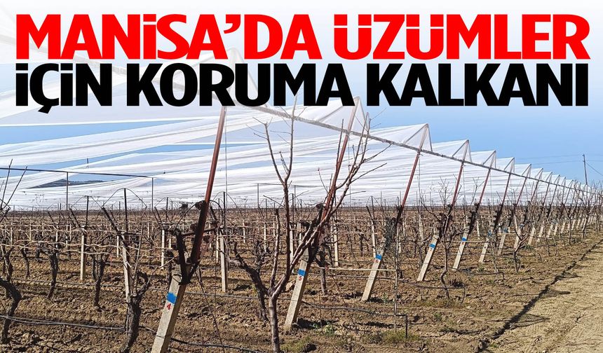 Manisa’da üzümler için koruma kalkanı