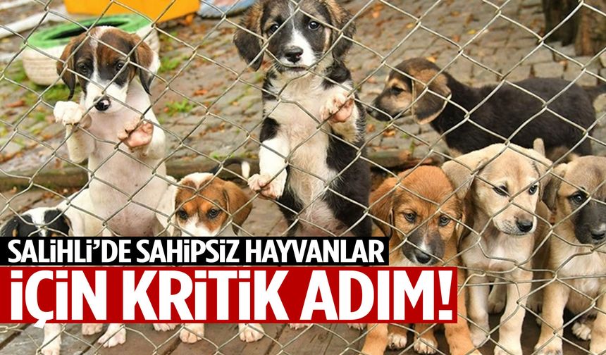 Salihli’de sahipsiz hayvanlar için kritik adım!