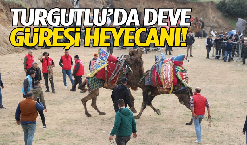 Turgutlu’da deve güreşleri için geri sayım başladı