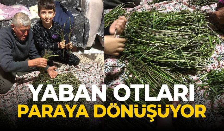 Yaban otları paraya dönüştü