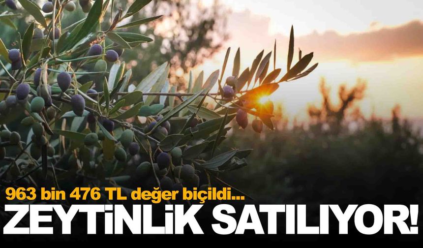 Manisa’da zeytinlik icradan satılıyor!