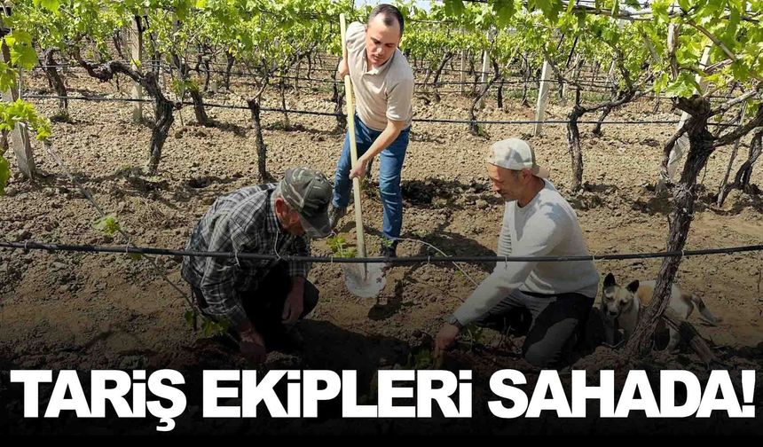 TARİŞ ekipleri sahada… Manisa’da bağlar mercek altında!