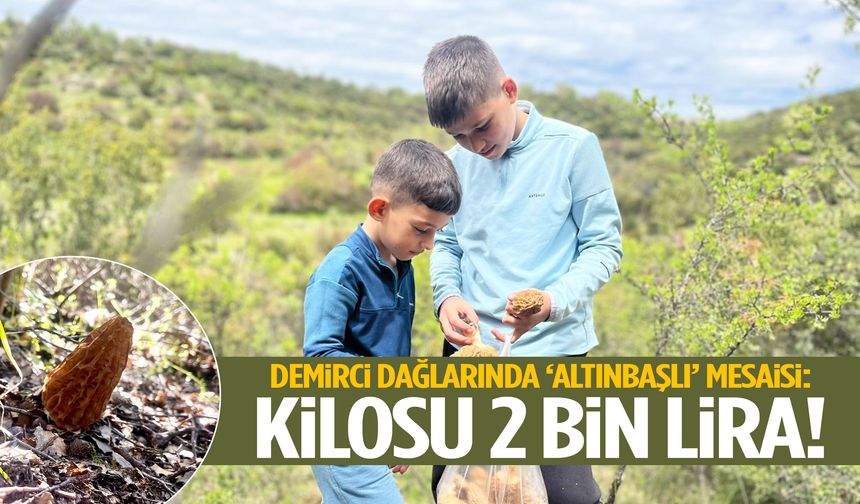 Demirci dağlarında ‘altınbaşlı’ mesaisi: Kilosu 2 bin lira!
