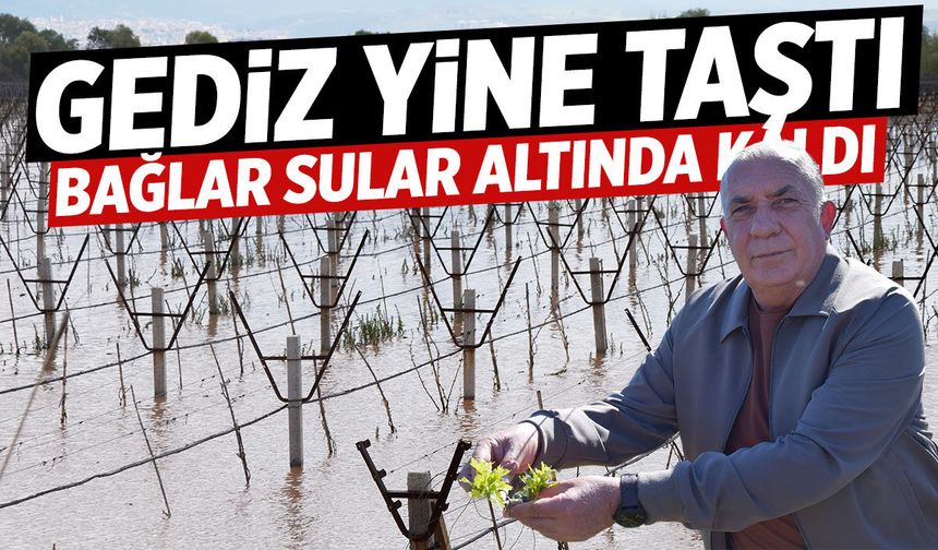 Gediz yine taştı! Bağlar sular altında kaldı