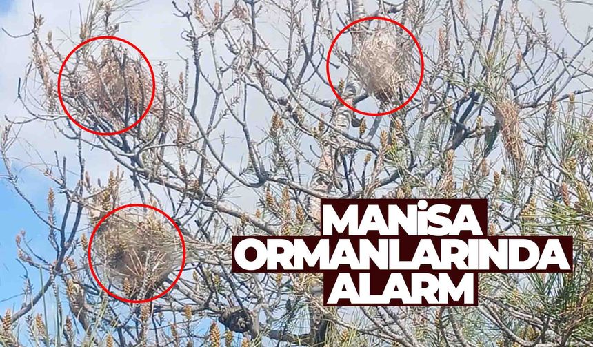 Manisa ormanlarında alarm... Çözüm ‘Profesör’de bulundu!