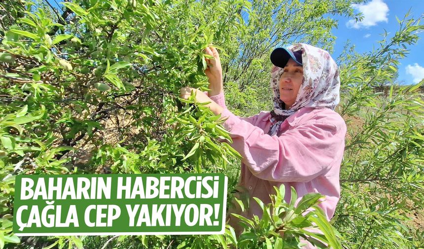 Baharın habercisi çağla cep yakıyor!