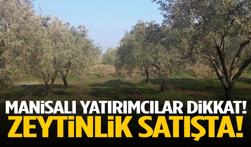 Manisa’da tarla değil servet! Satışa çıkarıldı…