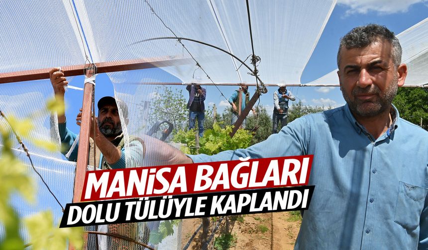 Manisa üzümünde büyük önlem! Bağların üzeri dolu tülüyle kaplandı