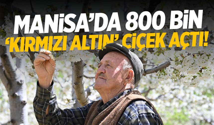Manisa'da 800 bin 'kırmızı altın' çiçek açtı