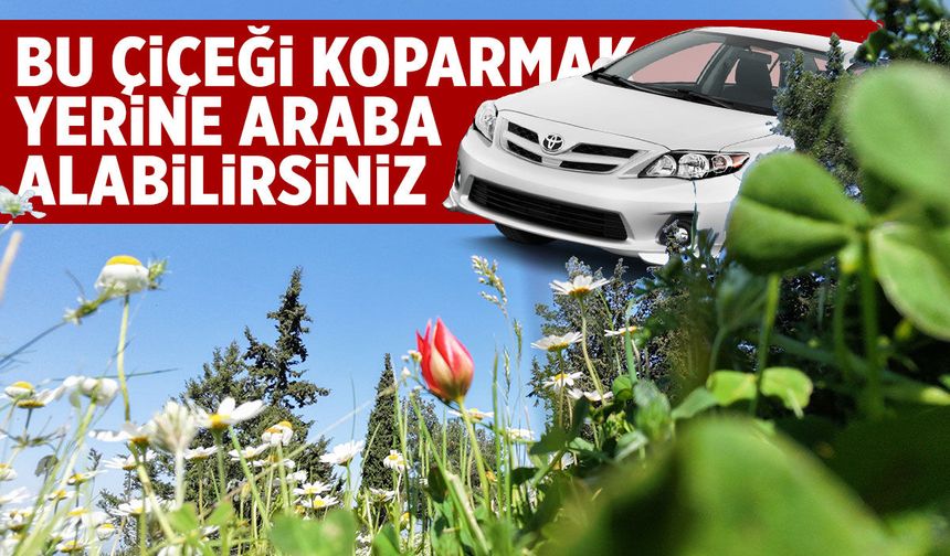 Manisa'da bu çiçeği koparmak yerine araba alabilirsiniz!