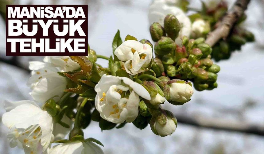 Manisa’da büyük tehlike: Üreticiyi vuracak hastalık için alarm verildi!