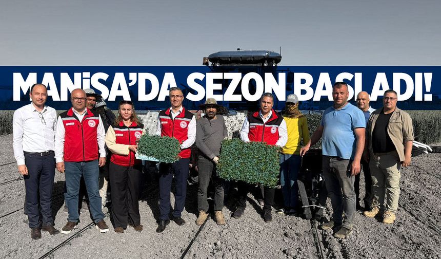 Manisa'da sezon başladı! Dikim yapılıyor...