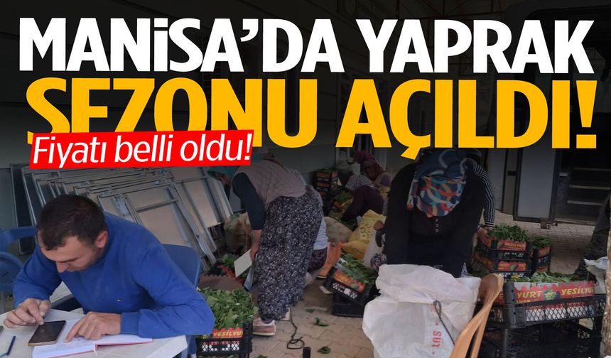 Manisa’da yaprak sezonu açıldı! Fiyat belli oldu…