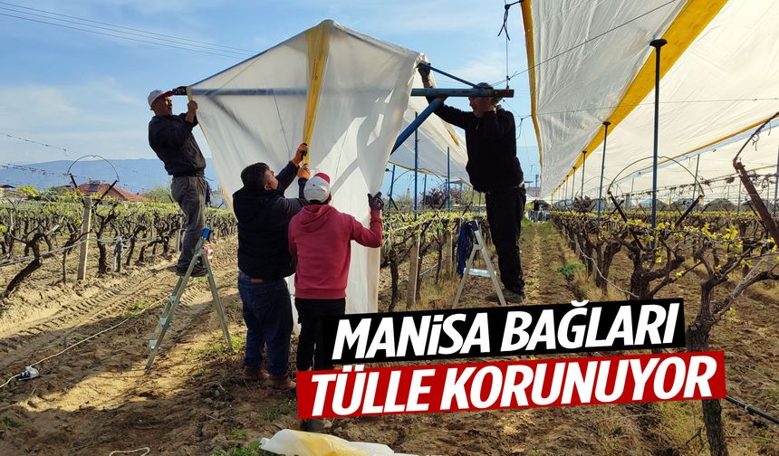Manisa’da yeni sezon hazırlığı: Bağlar tülle korunuyor!