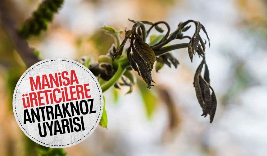 Manisalı üreticilere antraknoz uyarısı