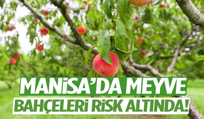 Manisa’da meyve bahçeleri risk altında!