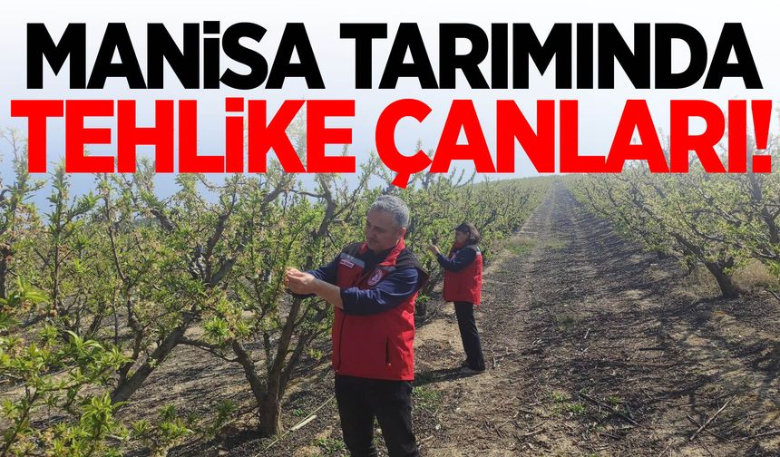 Manisa tarımında tehlike çanları! Üreticilere acil uyarı!