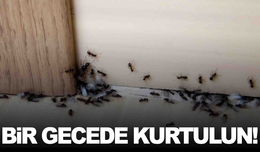 Evinizde karınca mı var? Bir gecede kurtulmak mümkün!