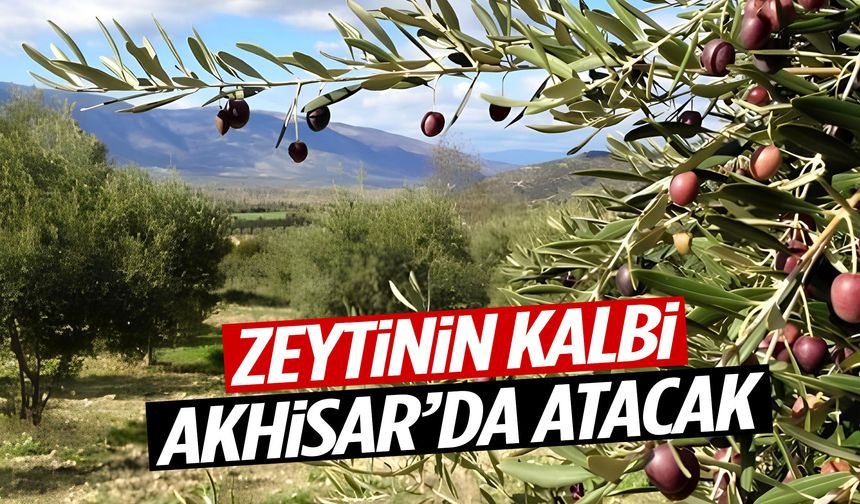Zeytinin kalbi Akhisar’da atacak! Çalıştay başlıyor