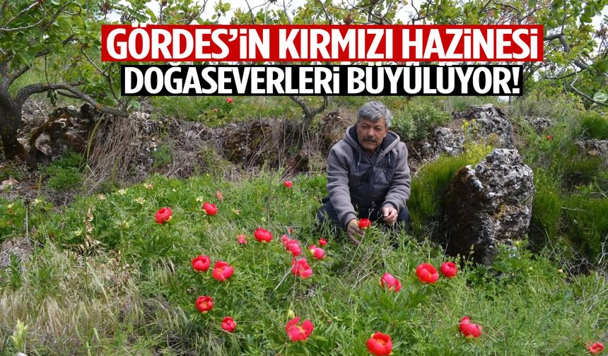 Gördes’in kırmızı hazinesi doğaseverleri büyülüyor! Koparmanın cezası ağır…