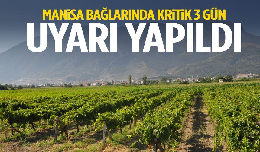 Manisa bağlarında kritik 3 gün… Uyarı yapıldı!