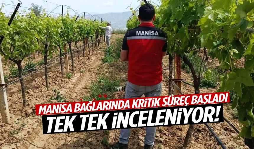 Manisa bağlarında kritik süreç başladı! Tek tek inceleniyor