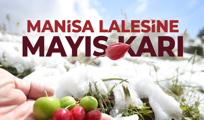 Manisa'da 2 mevsim tek karede