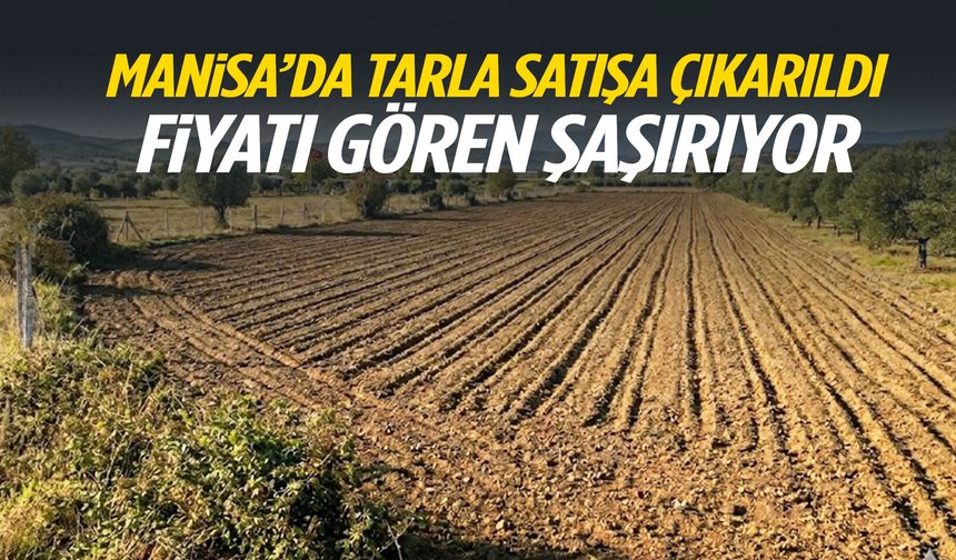 Manisa’da tarla satışa çıkarıldı! Fiyatı gören şaşırıyor