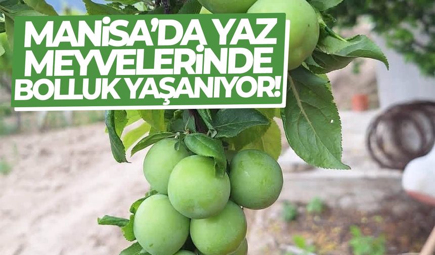 Manisa’da yaz meyvelerinde rekolte artışı!