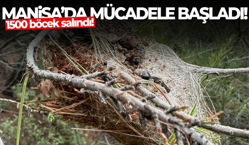 Manisa’da mücadele başladı! 1500 böcek salındı!