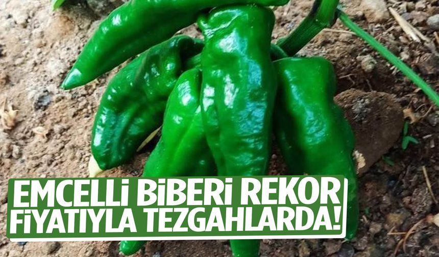 Emcelli biberi rekor fiyatıyla tezgahlarda!