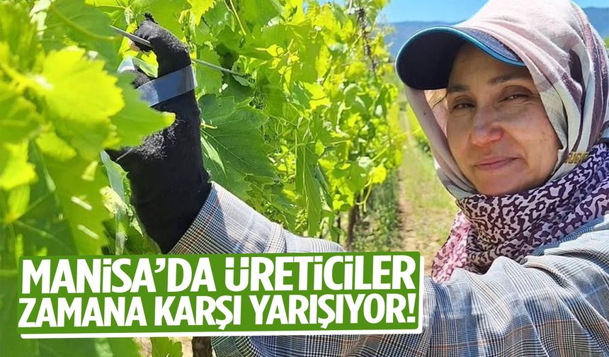 Manisa’da üreticiler zamana karşı yarışıyor!