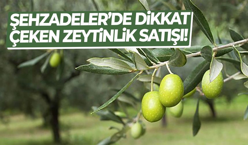 Şehzadeler’de dikkat çeken zeytinlik satışı!