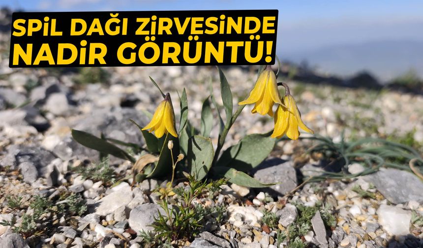 Spil Dağı zirvesinde nadir görüntü!