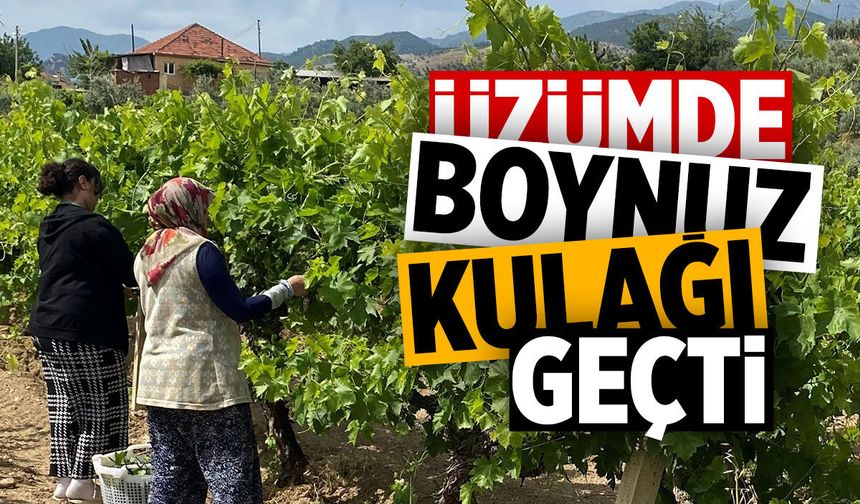Üzümde boynuz kulağı geçti