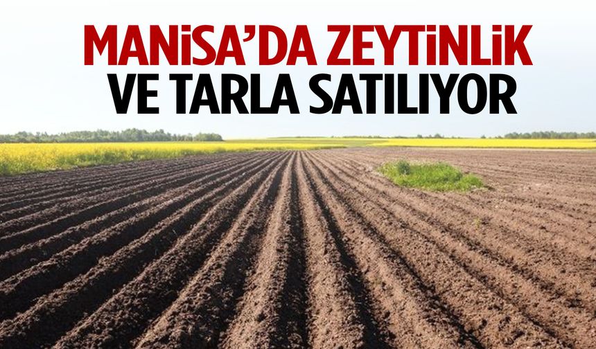 Yunusemre’de zeytinlik ve tarla satılıyor!