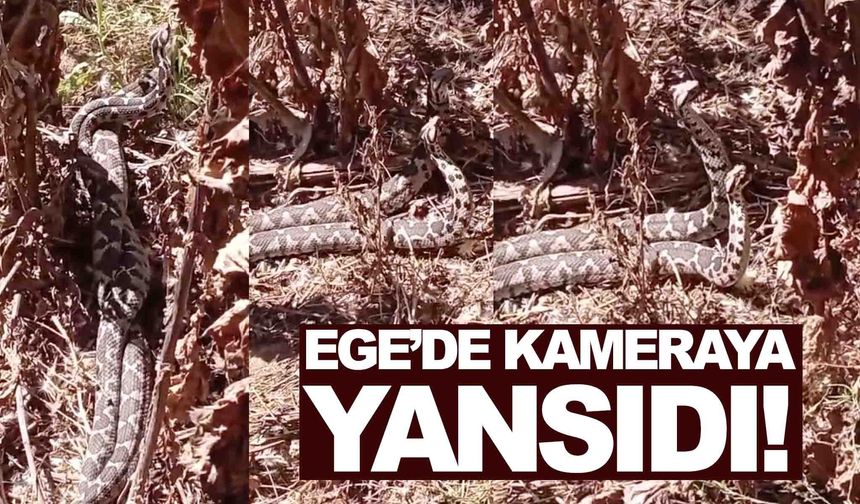 Ege’de görüntülendi... Isırdığı yeri çürütüyor!