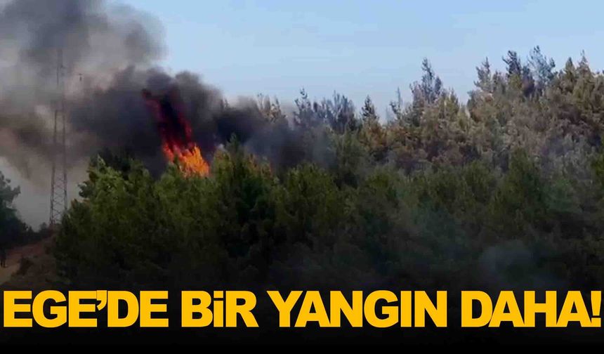 Ege’den ardı ardına yangın haberleri... Bu kez Muğla’da çıktı!