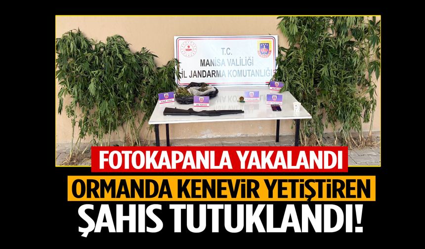 Fotokapanla yakalandı! Manisa’da ormanda kenevir yetiştiren şüpheli tutuklandı