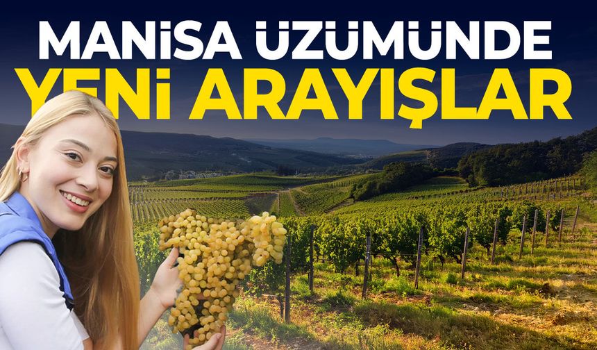 Manisa üzümünde yeni arayışlar!