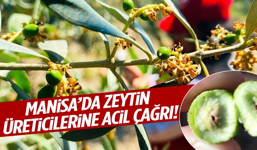 Manisa’da büyük tehlike: Zeytin üreticileri için kritik uyarı geldi!