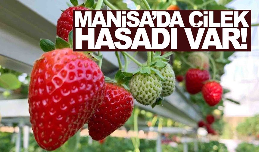 Manisa’da çilek hasadı var... Ücretsiz servisler kaldırılacak!