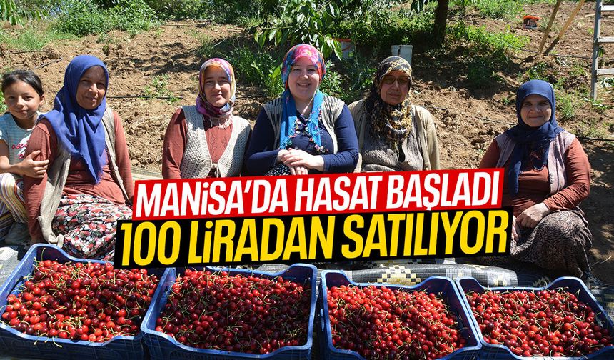 Manisa'da hasat başladı! 100 liradan satılıyor!