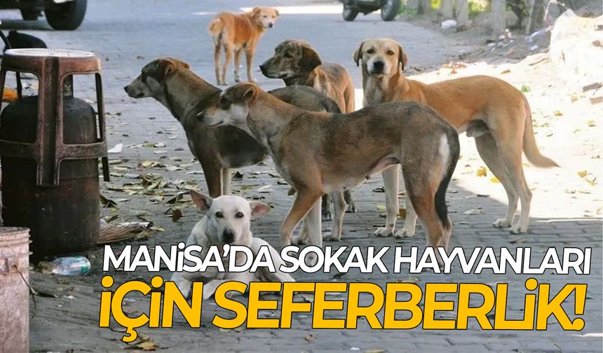 Manisa’da sokak hayvanları için seferberlik!