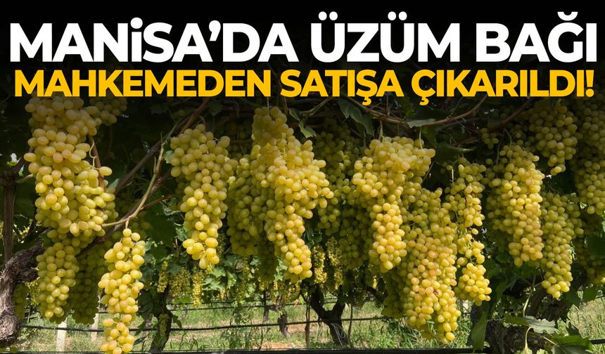 Manisa’da üzüm bağı mahkemeden satışa çıkarıldı!