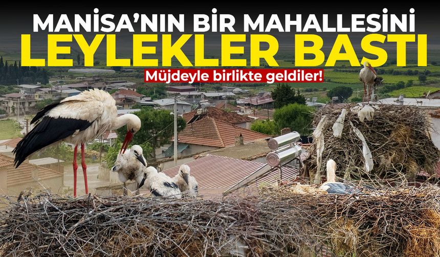 Manisa’nın bir mahallesini leylekler bastı!